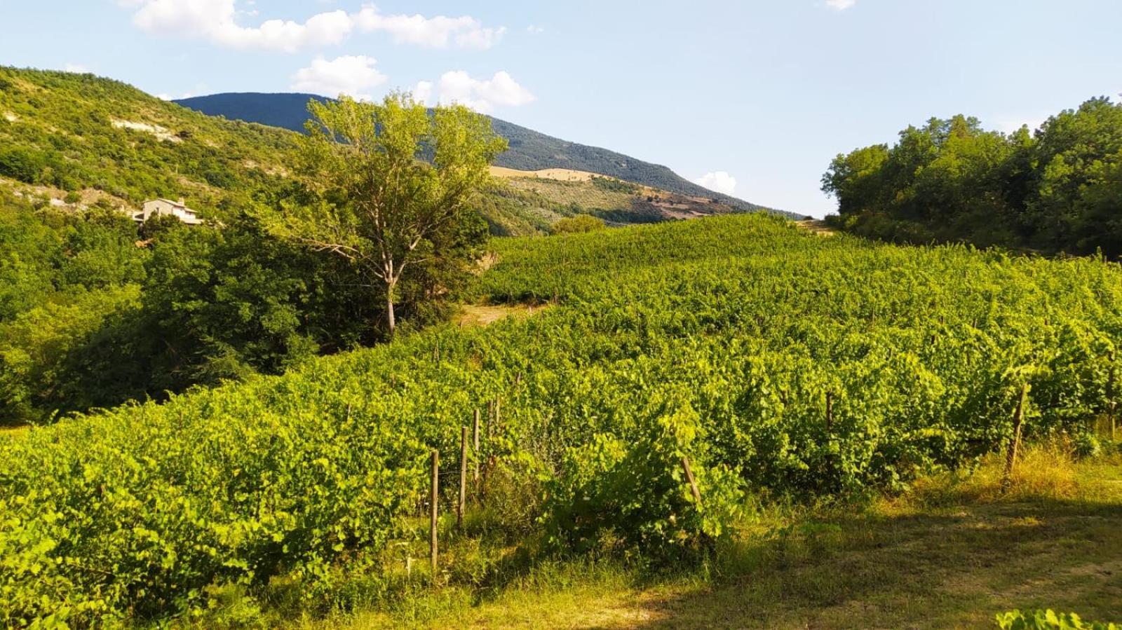 Re Artu Assisi Country Lifestyle Aparthotel Eksteriør bilde